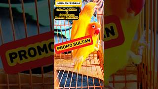 HARGA LOVEBIRD TERMURAH INDUKAN MATA MERAH Lovebirdindukan lovebirdmatamerah juallovebird [upl. by Leirbag]