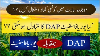 DAP vs Urea Phosphate  Which fertilizer should be used  Malik Hassan Agriculture [upl. by Akinar]