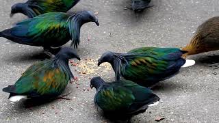 Nicobar pigeon  the closest relative of the dodo [upl. by Leamhsi763]