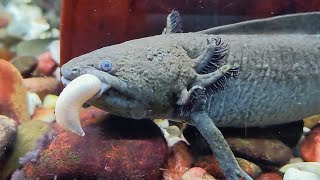 Axolotl Feeding [upl. by Gratiana]