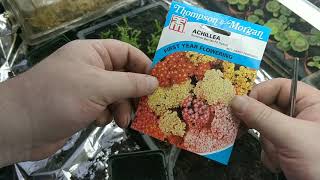 ACHILLEA A to Z complete guide to grow from seed [upl. by Zebulen]