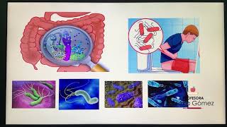 Enfermedades y cuidados del sistema digestivo [upl. by Ellerud861]