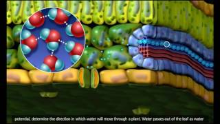 GCSE Biology  Transport in plants  Translocation Phloem and Transpiration Xylem 51 [upl. by Ocirderf]