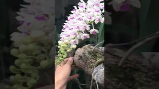 Make fertilizer for orchids from banana peels orchid roses lamvuon [upl. by Thordis167]