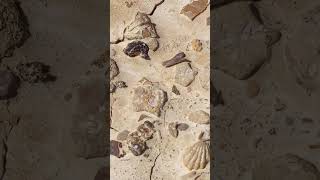 Shark tooth and vertebrae fossils found in North Texas [upl. by Annahgiel148]