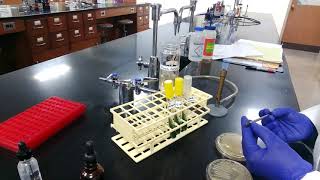 Citrate Test Procedure [upl. by Hedvige]