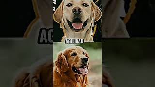 Labrador Retriever VS Golden Retriever [upl. by Odama]