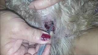 Eliminating ticks from my pets rectum [upl. by Agace]