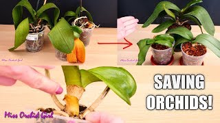 Orchid Care for Beginners  How to save sick rootless Phalaenopsis Orchids  Before amp After [upl. by Eelrehpotsirhc]