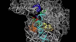 tRNA induced fit [upl. by Kat]