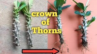 Grow crown of thornsEuphorbia milii plant from cutting with update [upl. by Ankeny]