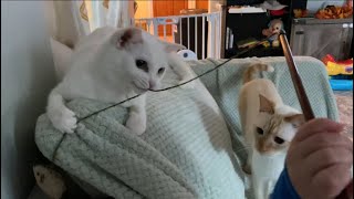 The Tiniest Cat Lover Learns To Play With His Cats [upl. by Yrehcaz567]