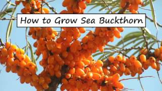 How to Grow Sea Buckthorn [upl. by Prochoras]