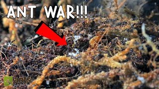 Ant War Battle Of The Three Armies [upl. by Sanyu]