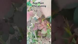 After pruning result Rose plant 🌵 Gardening ytshorts [upl. by Fanechka493]