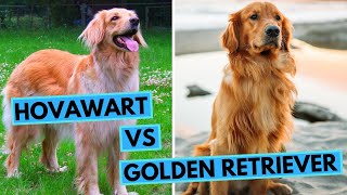 Hovawart vs Golden Retriever  Dog Breed Comparison [upl. by Yliab]