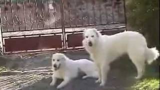 Pyrenean Mountain Dog  Great Pyrenees breed standard [upl. by Autum]