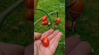 Ripening tomatoes gardening garden shortsfeed youtubeshort [upl. by Neal]