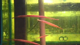 15cm Pipefish Freshwater [upl. by Key382]