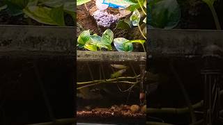 Panchax aquascaping Aplocheilus exoticfish plantedfishtank [upl. by Sakiv675]