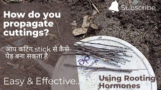 How To Propagate Cutting Cuttingस्टिक से पौधा कैसे बनाये Using Rooting HormonesAnd [upl. by Notnel268]