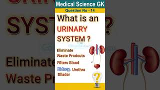 What is urinary system  Urinary system anatomy and physiology Functions of urinary system short [upl. by Nosnev]