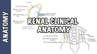 Kidneys  Clinical Anatomy renal anatomy [upl. by Yves]