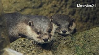 コツメカワウソ 出産前後の体型の変化Smallclawed otter [upl. by Aleunamme]