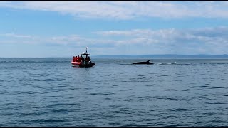 TADOUSSAC  CROISIÈRE AUX BALEINES EN ZODIAC  PARTIE 2 [upl. by Marcello748]