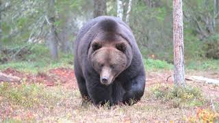 A big and healthy bear wanders in the woods Iso Karhu 4K HDR [upl. by Retse]