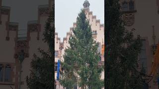 Weihnachtsbaum “Florian” in Frankfurt angekommen [upl. by Kapeed]