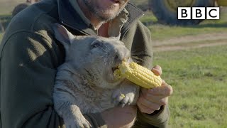 Feeding a farting wombat  BBC [upl. by Llemrej269]