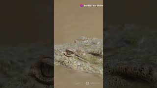 Top 5 Most Dangerous Crocodiles in the World [upl. by Noissap959]