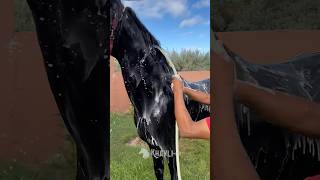 رعاية و راحة نفسية 😍 horse satisfying relax horsemanship [upl. by Kassia684]