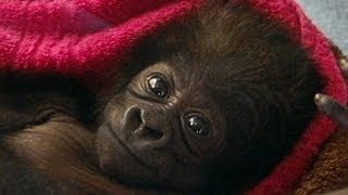 Cute Baby Gorilla Raised by Human Moms at Cincinnati Zoo [upl. by Neeluqcaj]