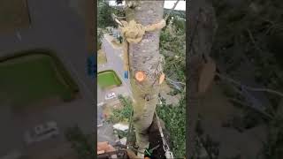 🌲Tree top Removal chainsaw safety outdoors shorts fypシ゚viral fyp tiktok trending adventure [upl. by Obola]