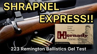 PREDATOR SLAYERS 223 Remington Hornady Varmint Express VMAX 55gr Ballistics Gel Ammo Test [upl. by Ximenes]