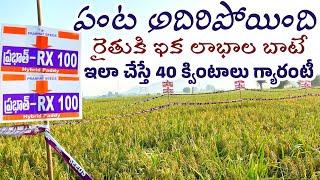 RX 100 paddy seeds  rx100 paddy seeds telugu  best hybrid seed veriety [upl. by Llehsal]