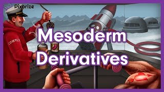 Mesoderm Derivatives MCAT Mnemonic Preview [upl. by Bohon]