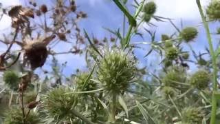 Echte kruisdistel Eryngium campestre  20160828 [upl. by Samford838]