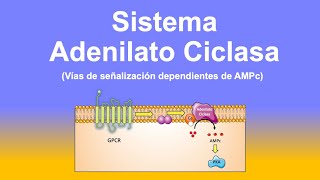 Sistema Adenilato Ciclasa  GPCR Proteína G  Adenilato Ciclasa  AMPc  PKA [upl. by Rosaline]