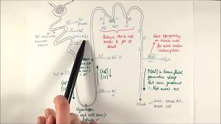 A2 Biology  Selective reabsorption OCR A Chapter 155 [upl. by Enyamert]