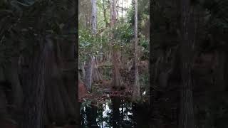 Florida wetlands watching deer [upl. by Vitoria585]