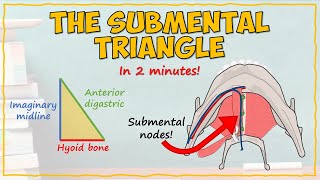 The Submental Triangle [upl. by Ijan]