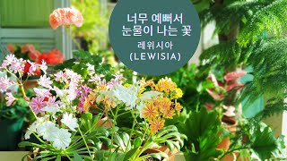 레위시아Lewisia 키우기  너무 예뻐서 눈물이 나는 꽃 레위시아 분갈이부터 키우는 정보까지 레위시아의 반전 매력 [upl. by Geldens401]