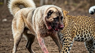 Bloody fight between Kangal Shepherd and leopard  Kangal Shepherd Vs Leopard  Who Would Win [upl. by Leandro]