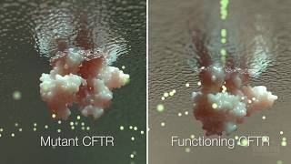 Cystic Fibrosis Mechanism and Treatment  HHMI BioInteractive Video [upl. by Dlaniger]