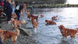 Dozens of Nova Scotia Duck Tollers in 1 place [upl. by Aimit]