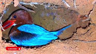 Witness the Journey of a Kingfisher Nest  Part 1 Preparing to Incubate Eggs [upl. by Dail]