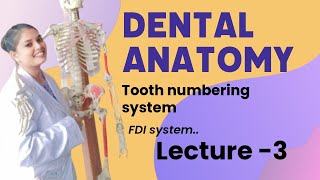 Fdi system  dental anatomy basic of da dentalanatomydalacturedentist bds [upl. by Nyrret]